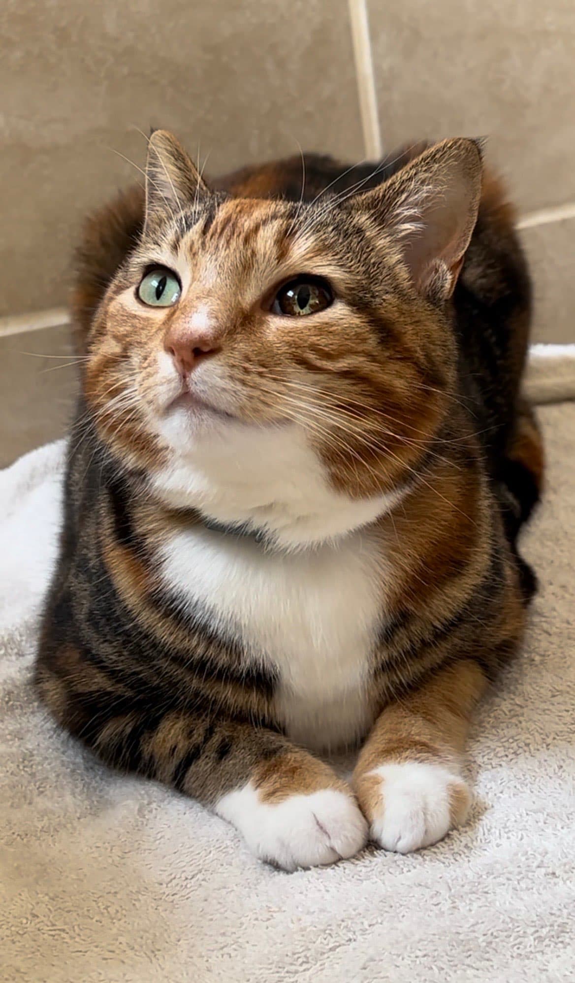 Darcy the Cat